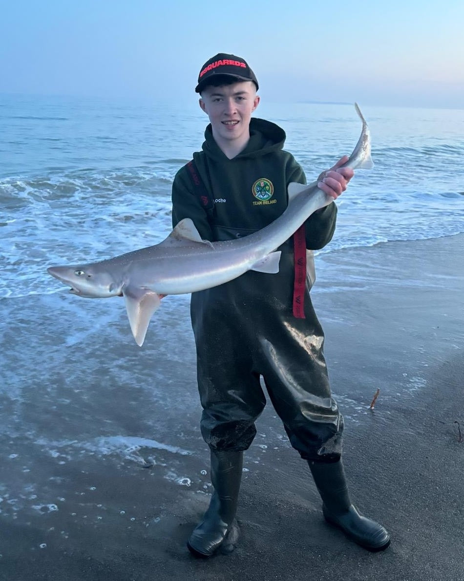 smooth hound fishing ireland. Smooth hound fishing wexford . how to catch smooth hound . smooth hound rigs. Max roche